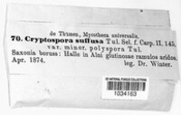 Cryptosporella suffusa image